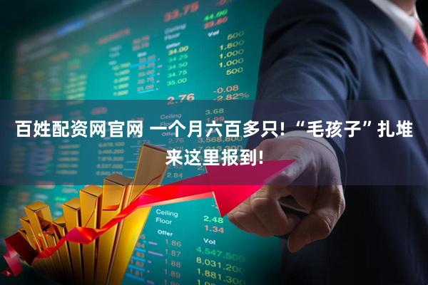 百姓配资网官网 一个月六百多只! “毛孩子”扎堆来这里报到!