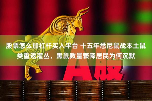 股票怎么加杠杆买入平台 十五年悉尼鼠战本土鼠类重返灌丛,黑鼠数量骤降居民为何沉默